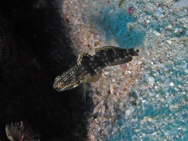 Amblygobius phalaena